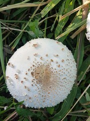 Chlorophyllum molybdites