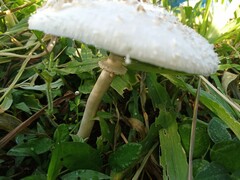 Chlorophyllum molybdites