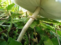 Chlorophyllum molybdites