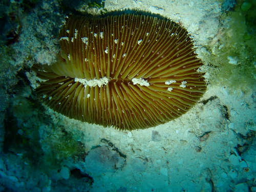 Pleuractis paumotensis observed 2022-08-10