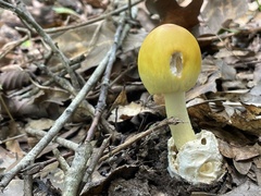Amanita arkansana