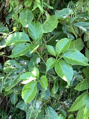 Tetrastigma lanyuense