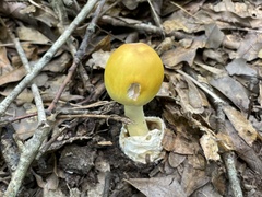 Amanita arkansana