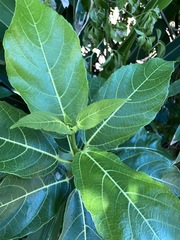 Ficus cumingii terminalifolia