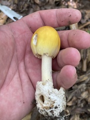 Amanita arkansana