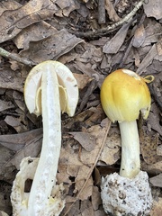 Amanita arkansana
