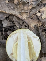 Amanita arkansana