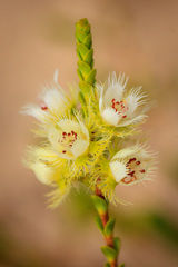 Verticordia pholidophylla