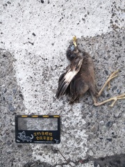 Acridotheres javanicus