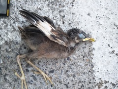 Acridotheres javanicus