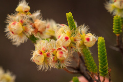 Verticordia pholidophylla