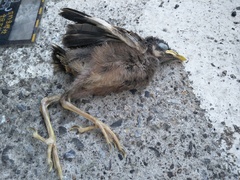 Acridotheres javanicus