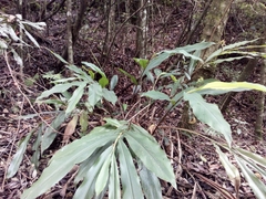 Alpinia sessiliflora