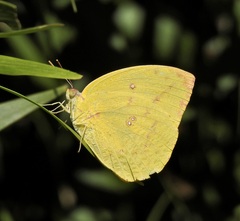 Catopsilia gorgophone