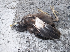 Acridotheres javanicus