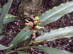 Alpinia sessiliflora