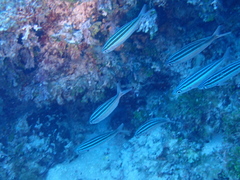 Pterocaesio trilineata