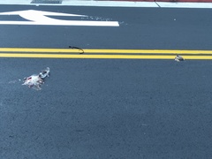 Acridotheres javanicus