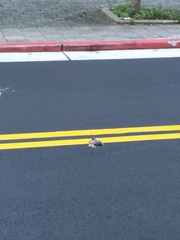 Acridotheres javanicus