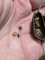 Trichapion rostrum