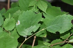 Cameraria corylisella