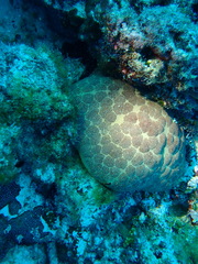 Culcita novaeguineae