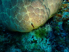 Culcita novaeguineae