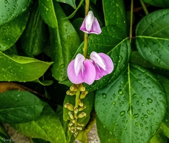 Canavalia cathartica