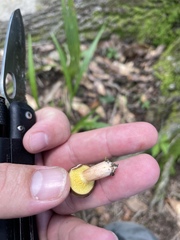 Phylloporopsis boletinoides