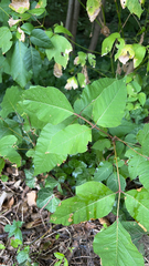 Toxicodendron radicans