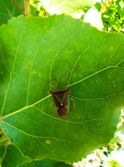 Acanthosoma haemorrhoidale