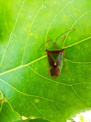 Acanthosoma haemorrhoidale