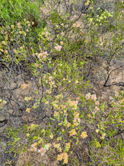 Verticordia pholidophylla