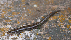 Plestiodon multivirgatus