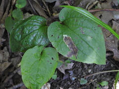 Calycomyza cynoglossi