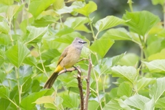 Pycnonotus flavescens