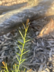 Daviesia umbellulata