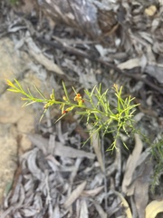 Daviesia umbellulata