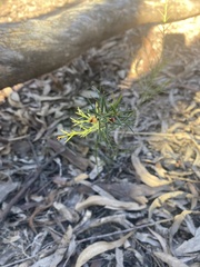 Daviesia umbellulata