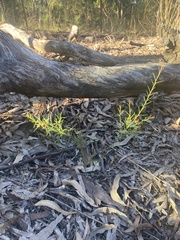 Daviesia umbellulata