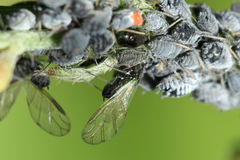 Aphis craccae