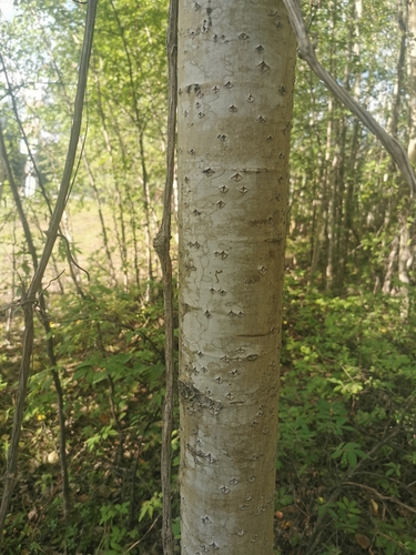 European aspen (Populus tremula)