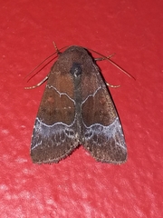 Hampsonodes mastoides