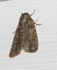 Acronicta tristis