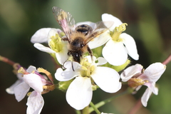 Andrena florentina