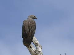 Haliaeetus humilis