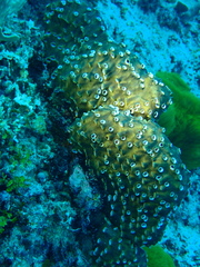 Polyandrocarpa polypora