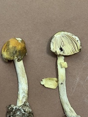 Amanita arkansana