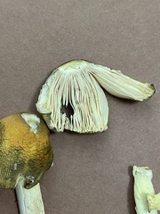 Amanita arkansana