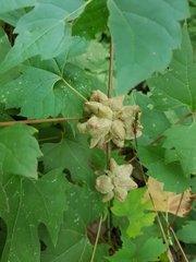 Ampelomyia vitiscoryloides